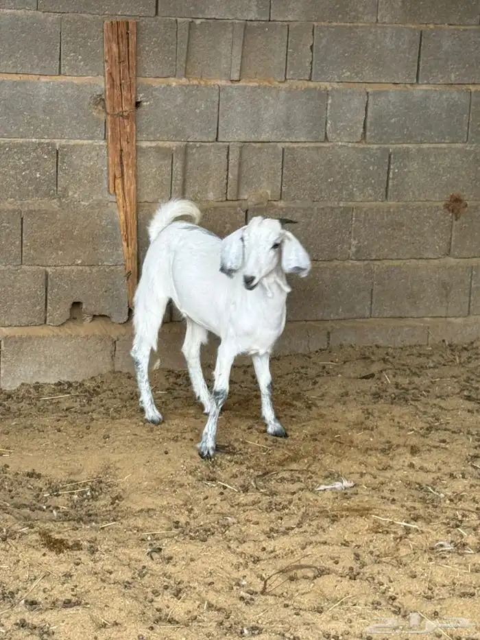 جفره من حلالي 3