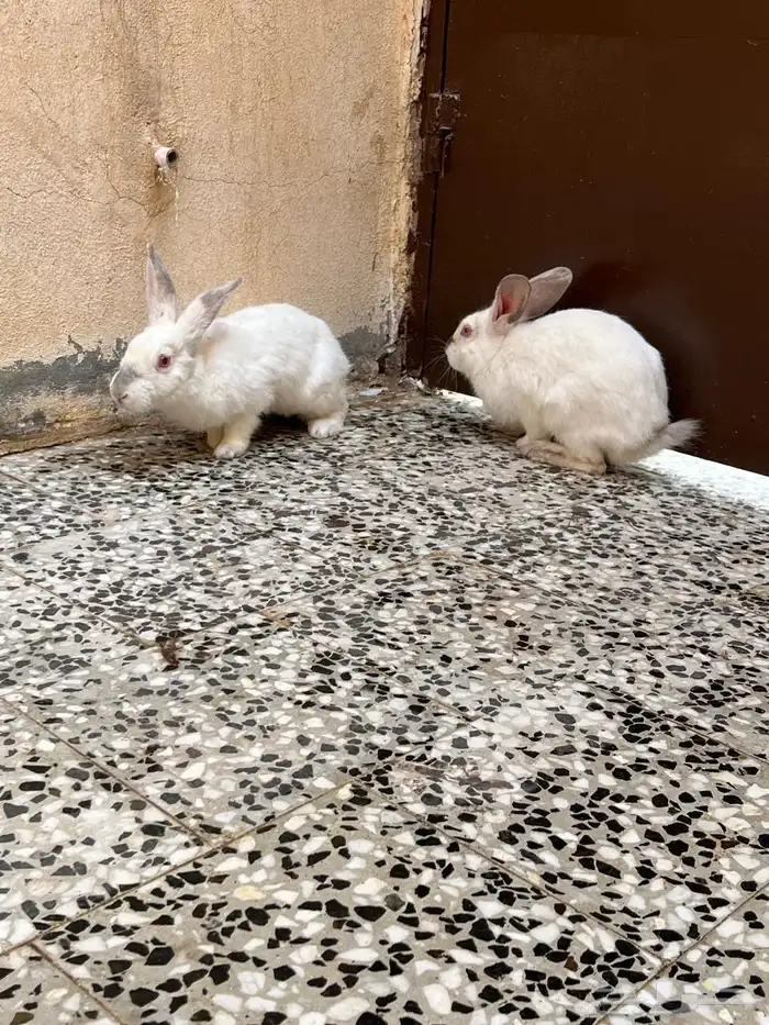 ذكور ارانب العدد 2 1