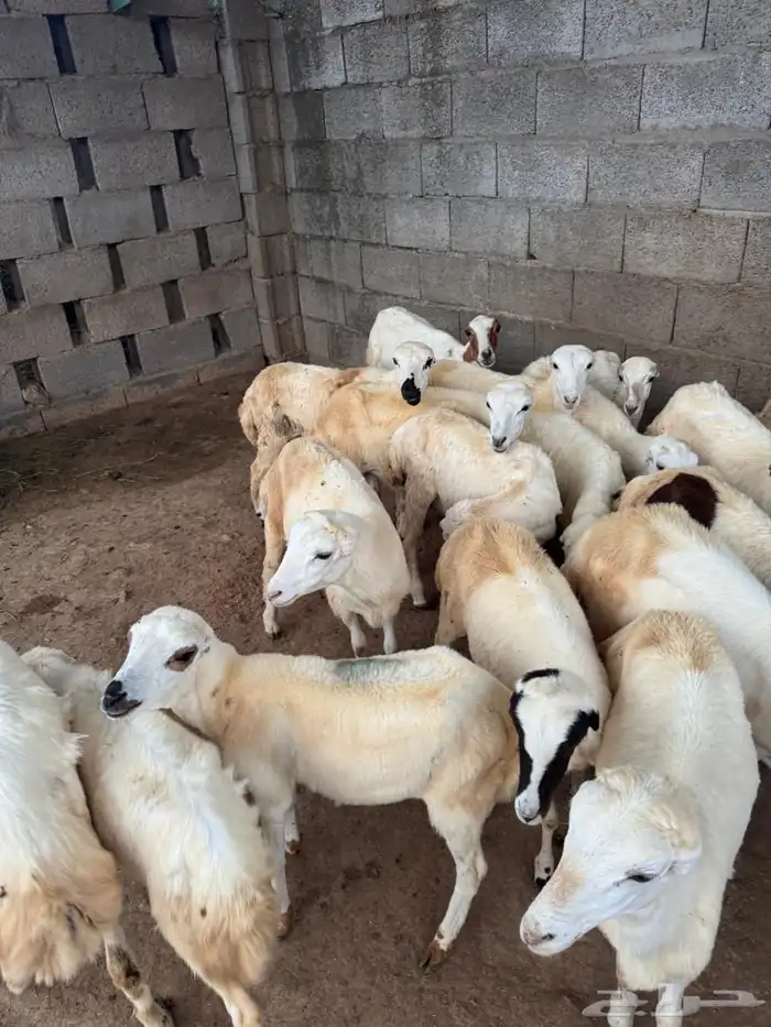 رخال رفيدي للبيع جدعان 4