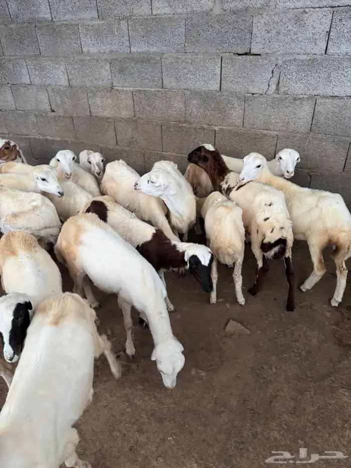 رخال رفيدي للبيع جدعان 0