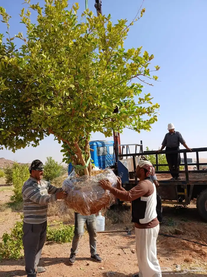 اشجار زيتون مثمرة وشتلات صغيرة 13