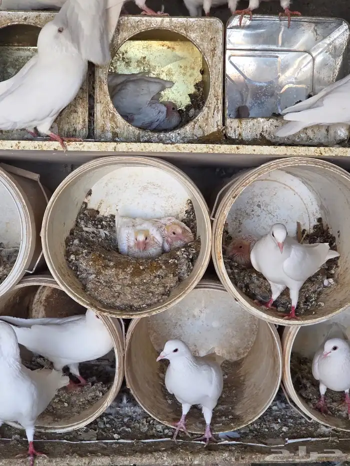 حمام فرنسي سوبرجامبو نظيف 3