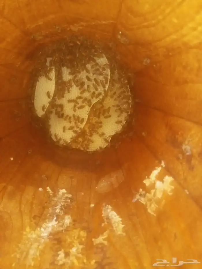 نحل بلدي للبيع 3