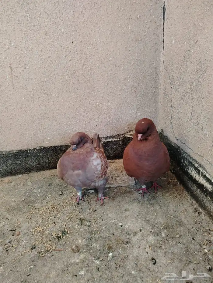 للبيع حمام مدينه 4