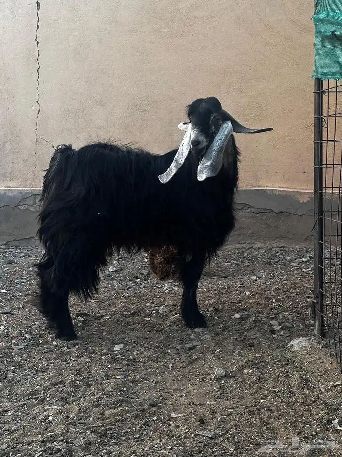 فحل عارضي للبيع 1