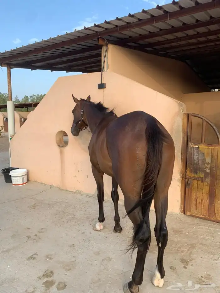 فرنس انجليزيه 3