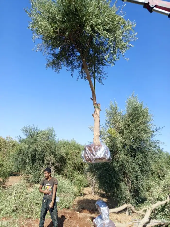 اشجار زيتون مثمرة وشتلات صغيرة 7