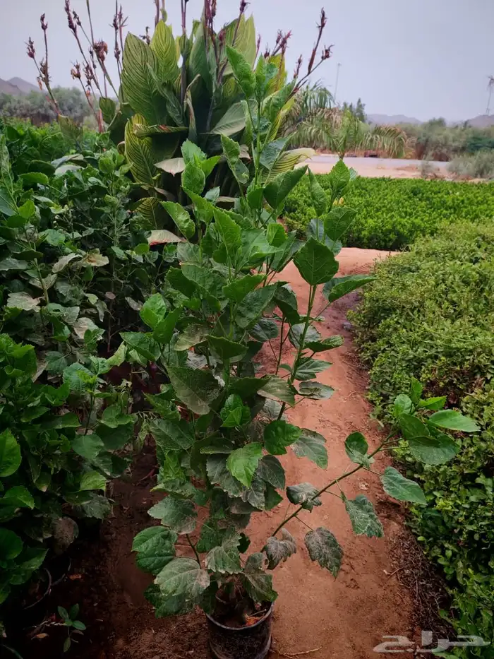 زرع وشتلات وانواع الشجر 11