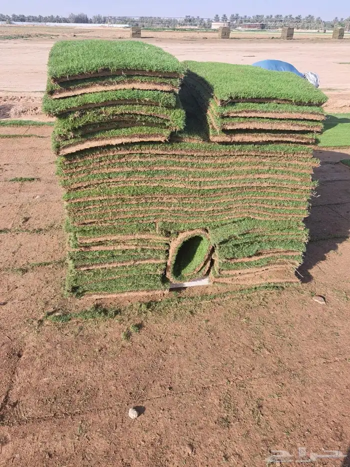 نجيله طبيعي ثيل طبيعي 3