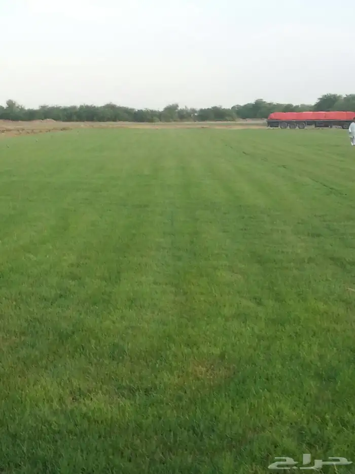 نجيله طبيعي ثيل طبيعي 24