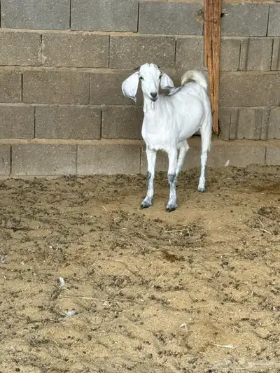 جفره من حلالي index