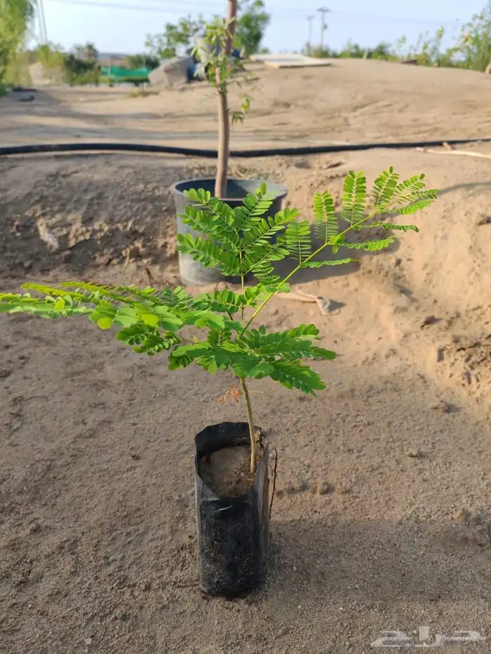 زرع وشتلات وانواع الشجر 1