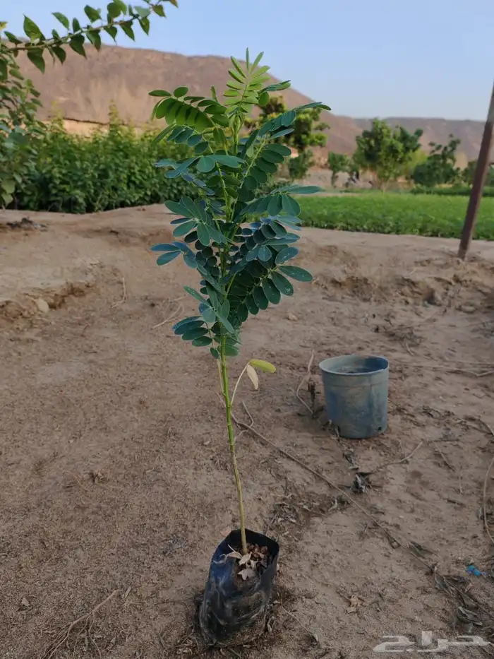 زرع وشتلات وانواع الشجر 6