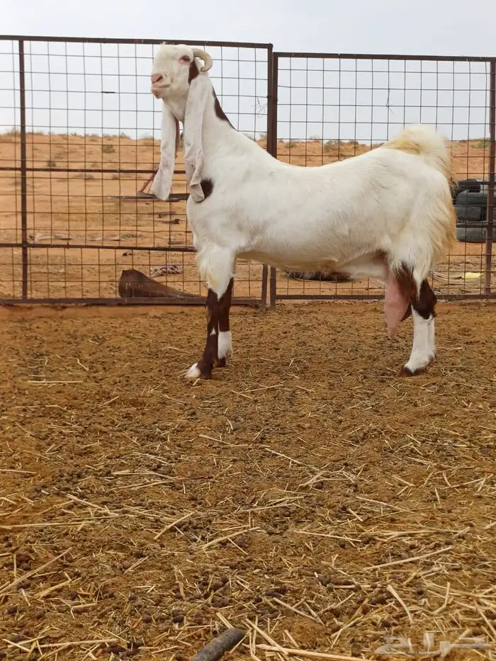 عنز جرم طيب ورتفع طيب مشالله عظم جبر 0