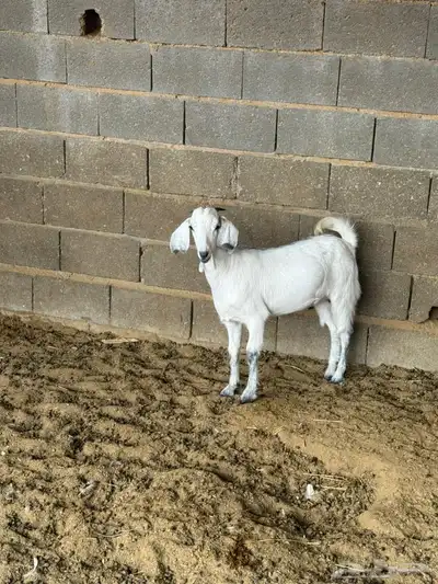 جفره من حلالي index