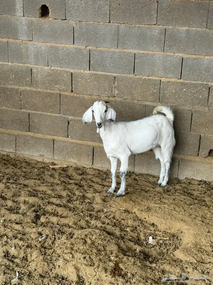 جفره من حلالي 0