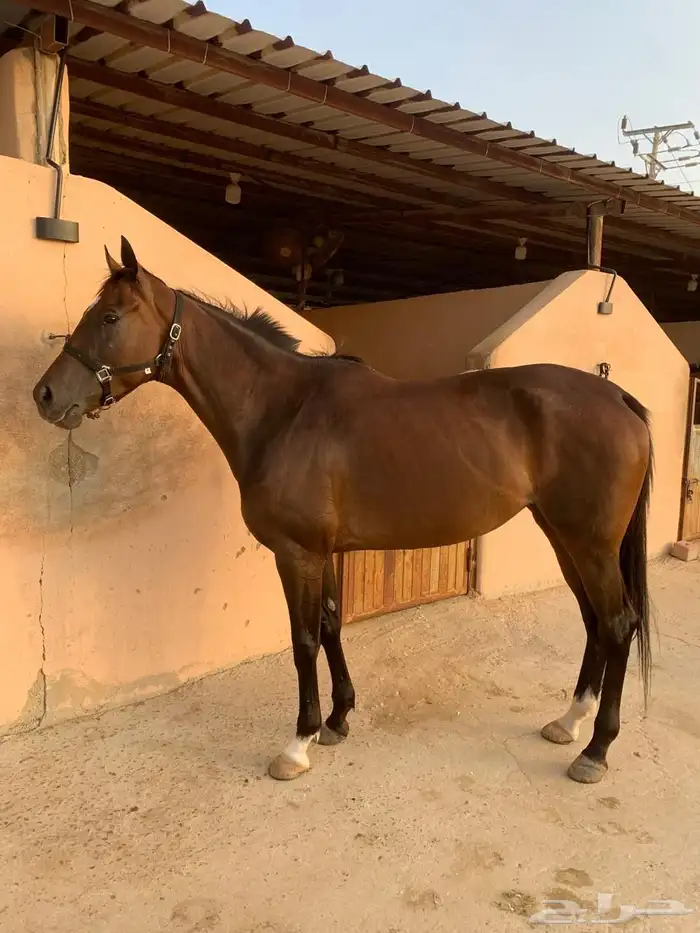 فرنس انجليزيه 1