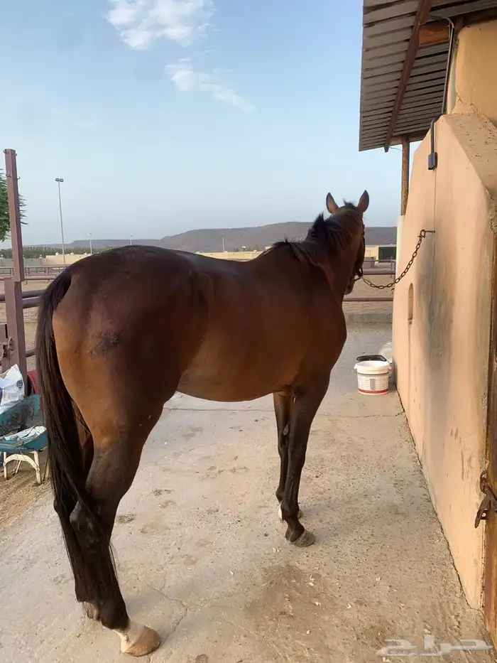 فرنس انجليزيه 4