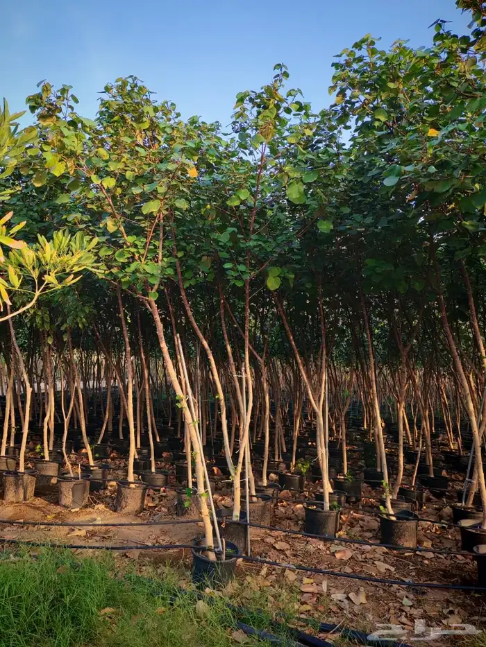 زرع وشتلات وانواع الشجر 17