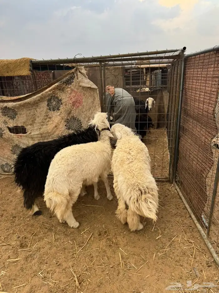 خاروف ورخلين 3