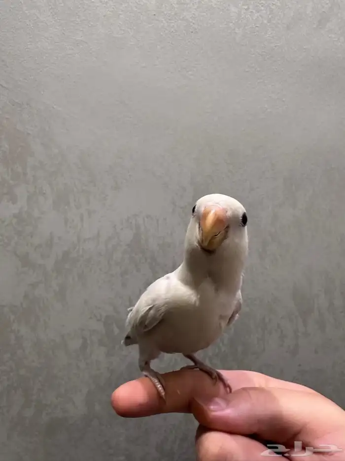 طير روز للبيع 3