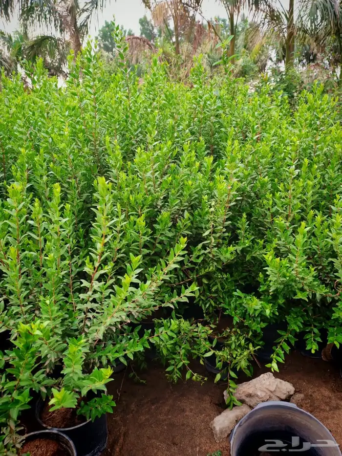 زرع وشتلات وانواع الشجر 2