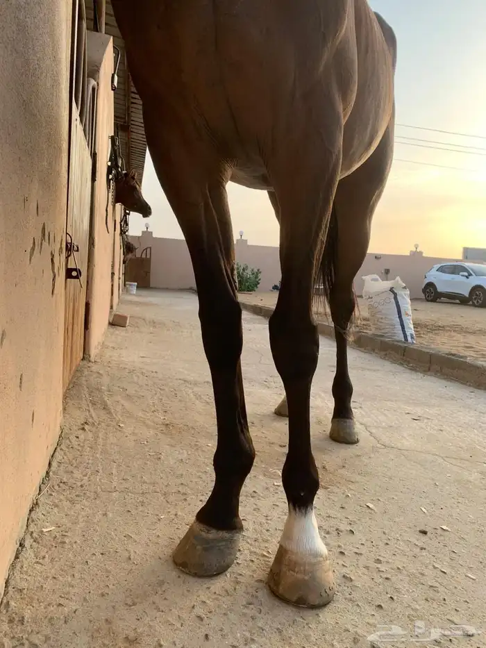 فرنس انجليزيه 2