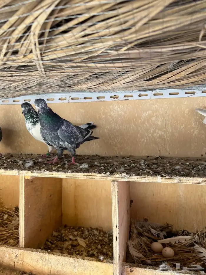 5 حبات باكستاني 2