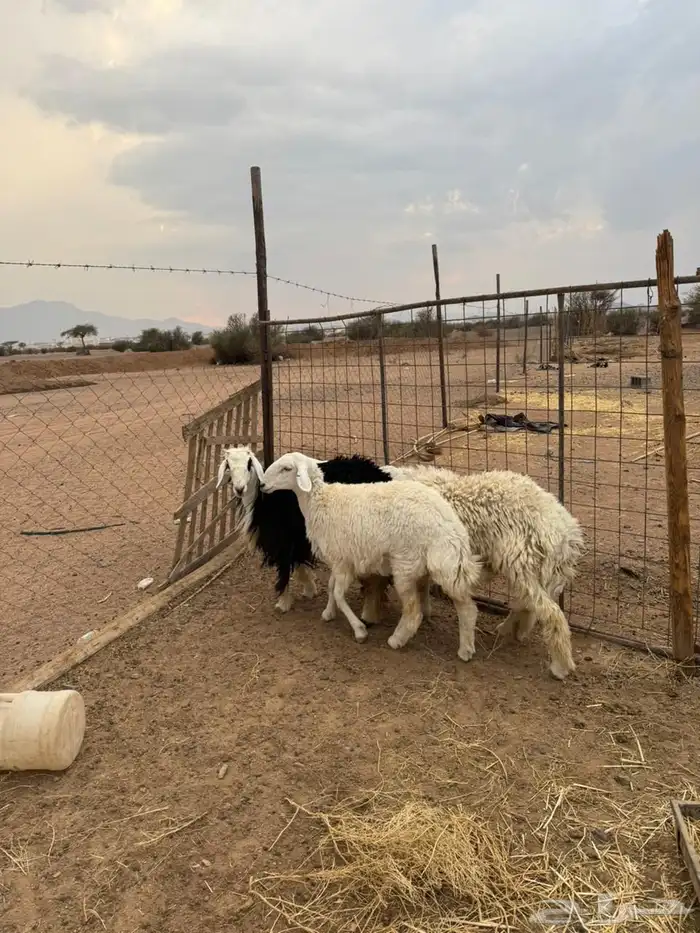 خاروف ورخلين 0