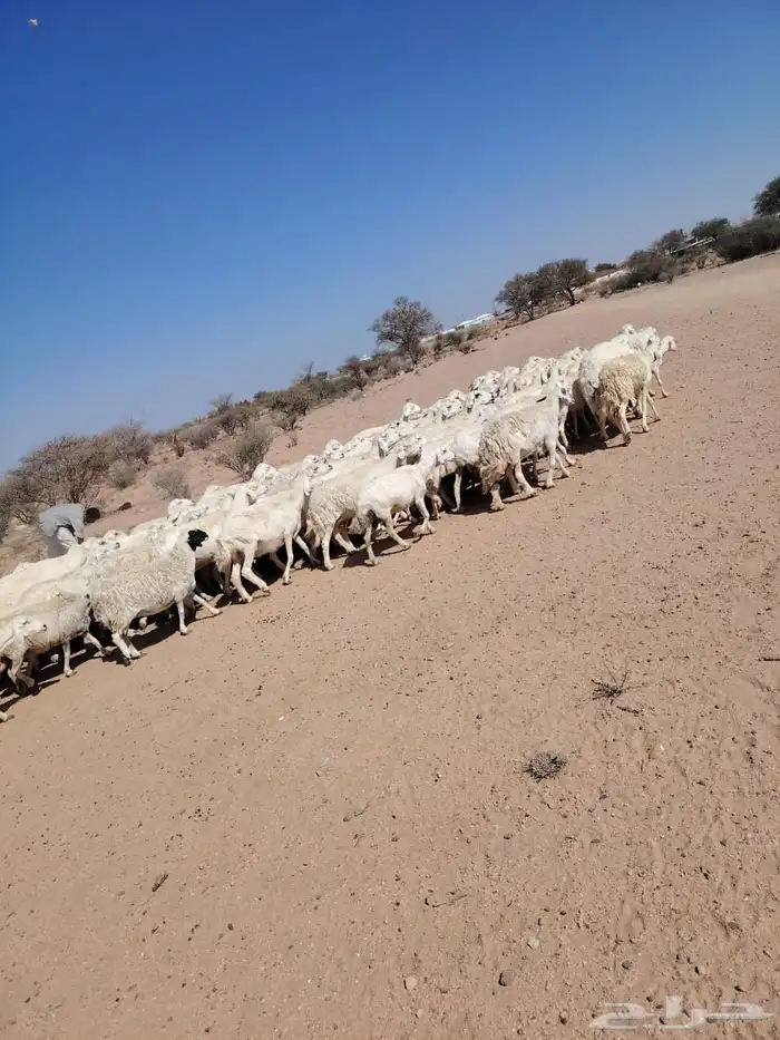 غنم حريه حرشش 1