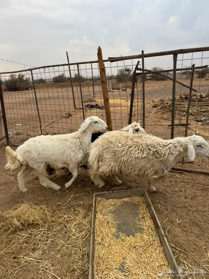 خاروف ورخلين 1