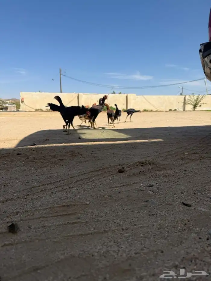 دجاج سندي و ديك شامو ارتفاعه 3 و نص على السوم 4