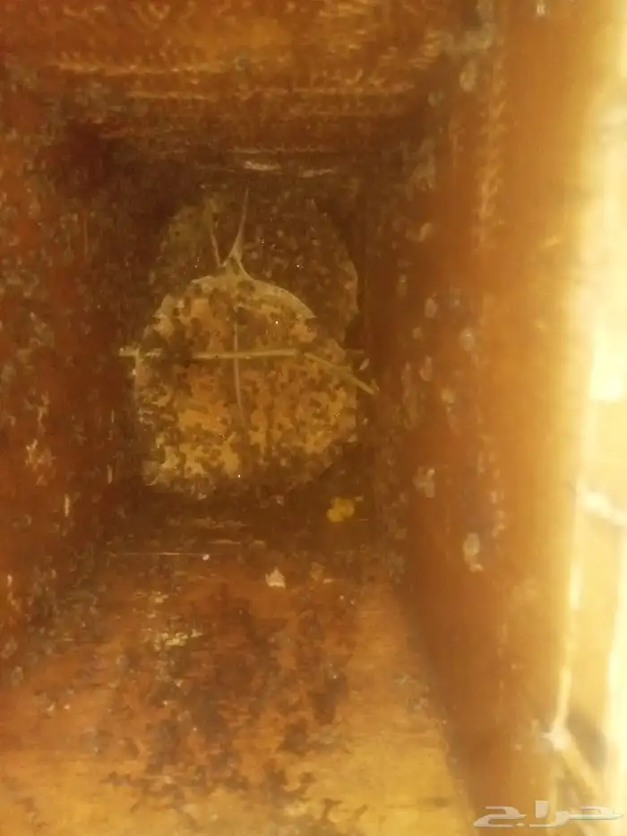 نحل بلدي للبيع 5