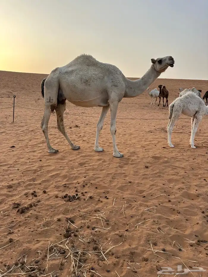 خلف عفراء تماميه أم ثاني تحتها قعود هديه حليب 0