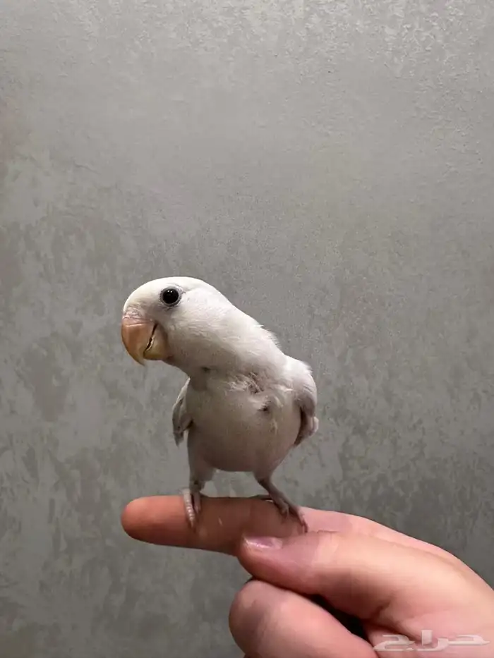 طير روز للبيع 1