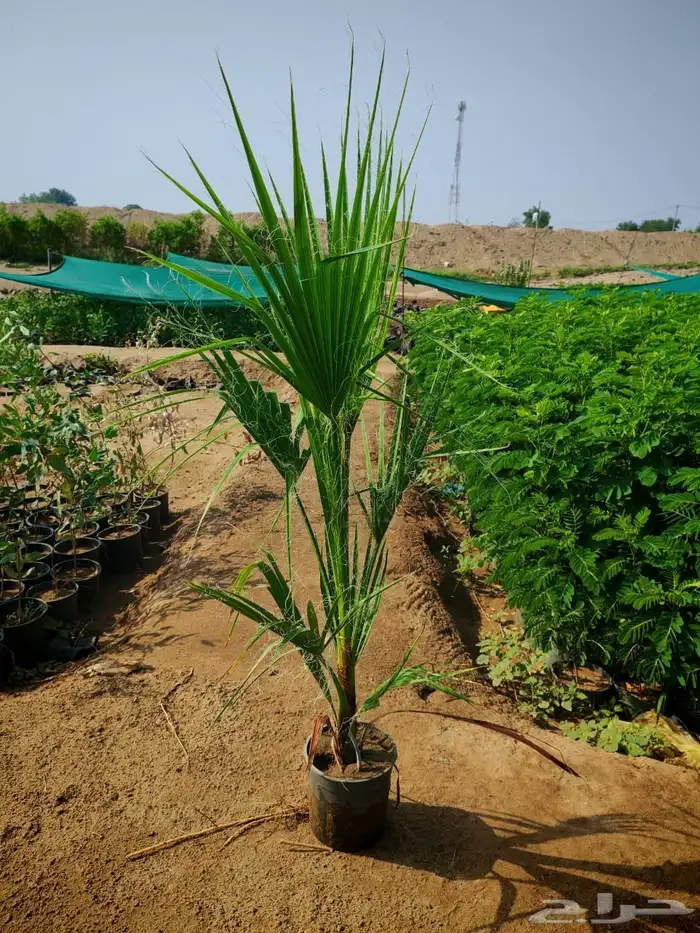 زرع وشتلات وانواع الشجر 7