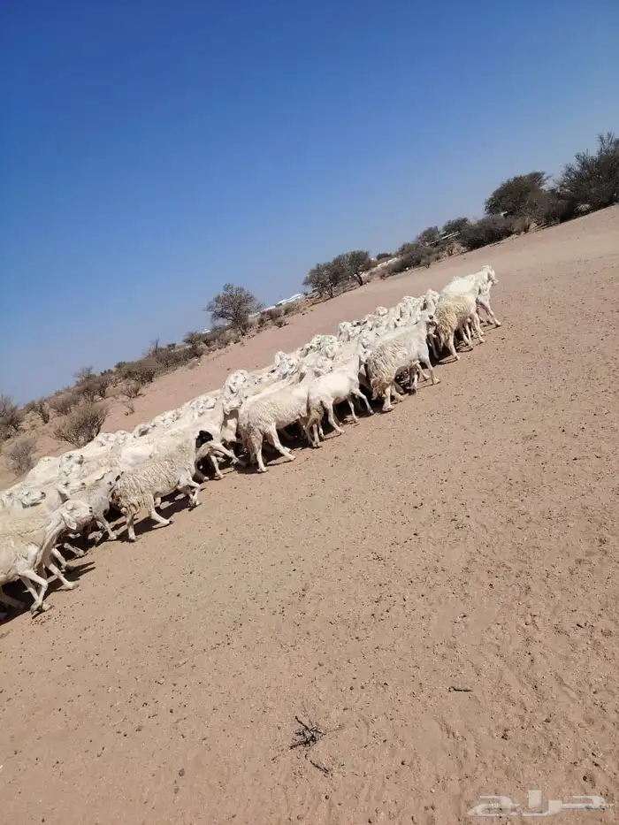غنم حريه حرشش 2