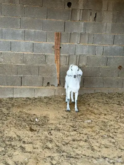 جفره من حلالي index