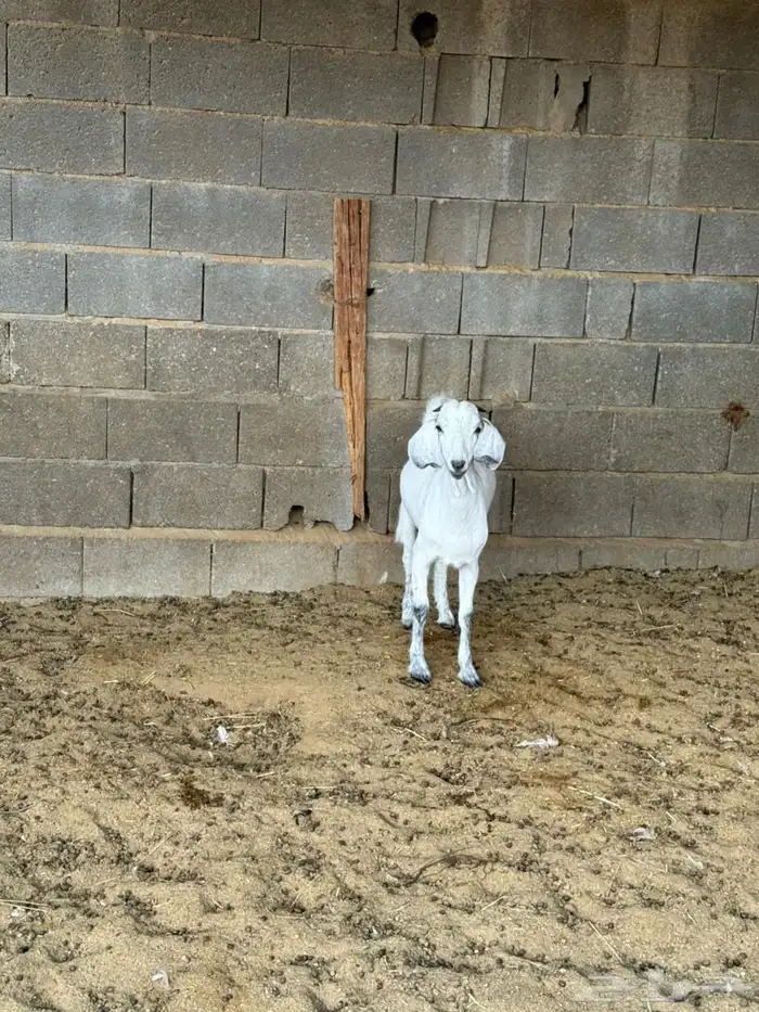 جفره من حلالي 7