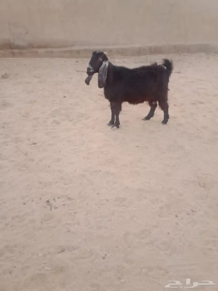 عنزه عرييه عارضيه 0