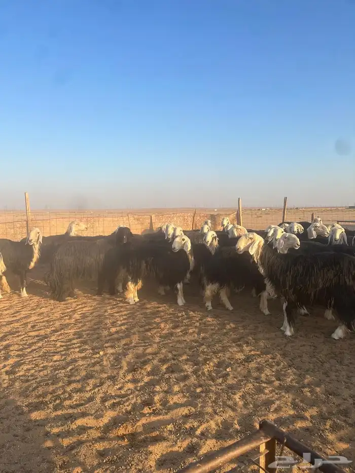 للبيع نجد طيبه وجرم طيب 2