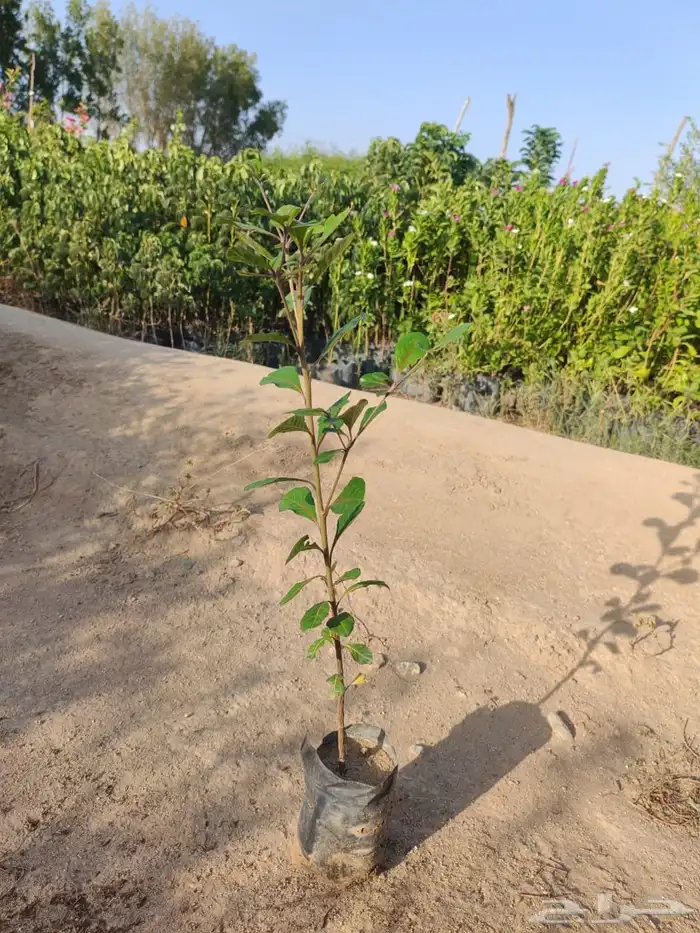 زرع وشتلات وانواع الشجر 4