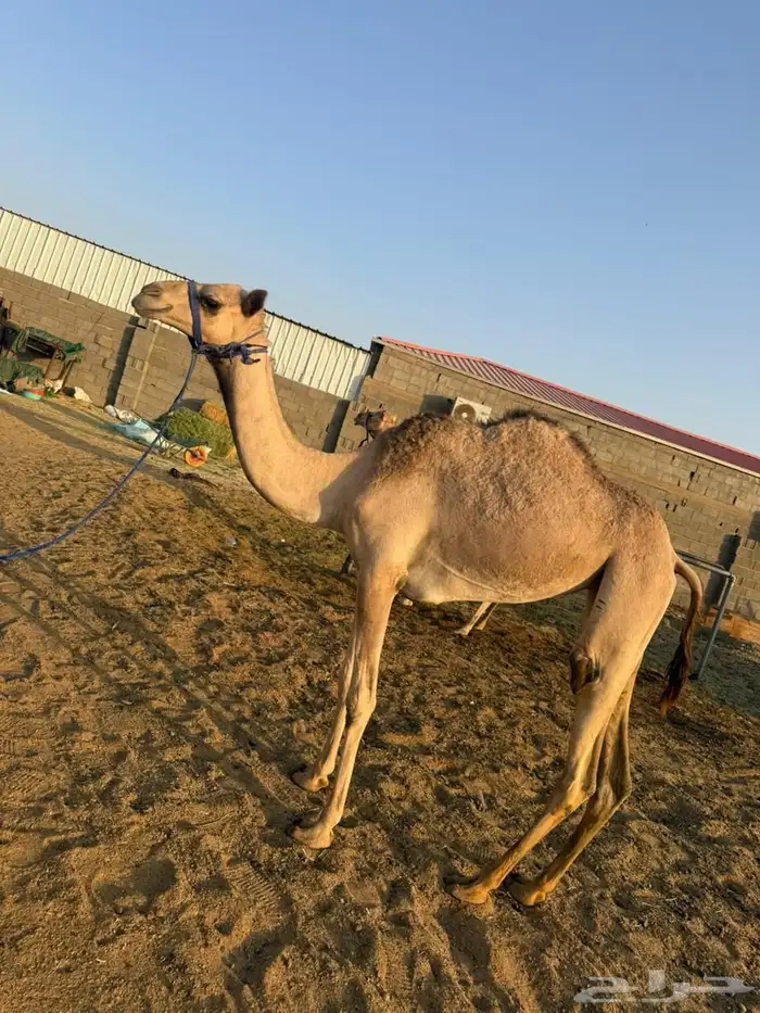 بكره اصيل سلاله فل فل 1