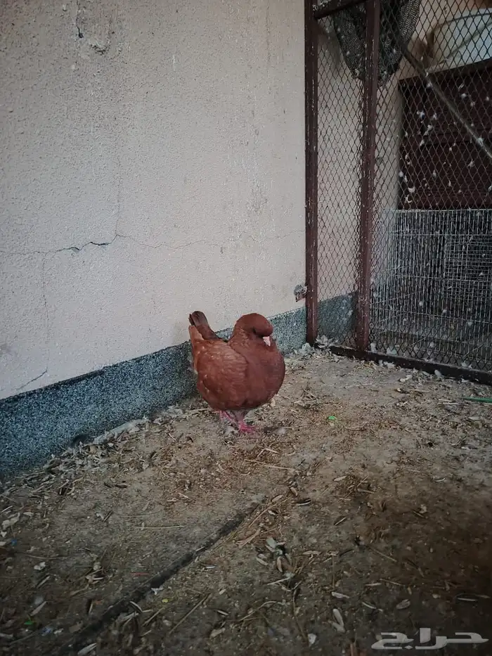 للبيع حمام مدينه 2