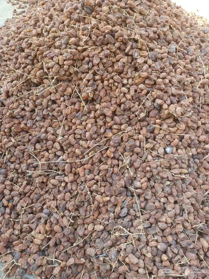 تمر علف نظيف 0