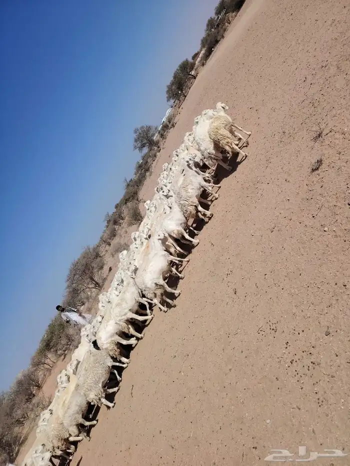 غنم حريه حرشش 0