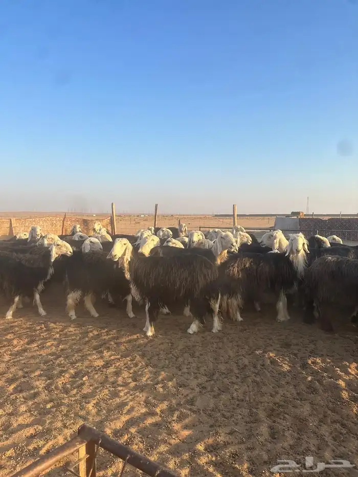 للبيع نجد طيبه وجرم طيب 0