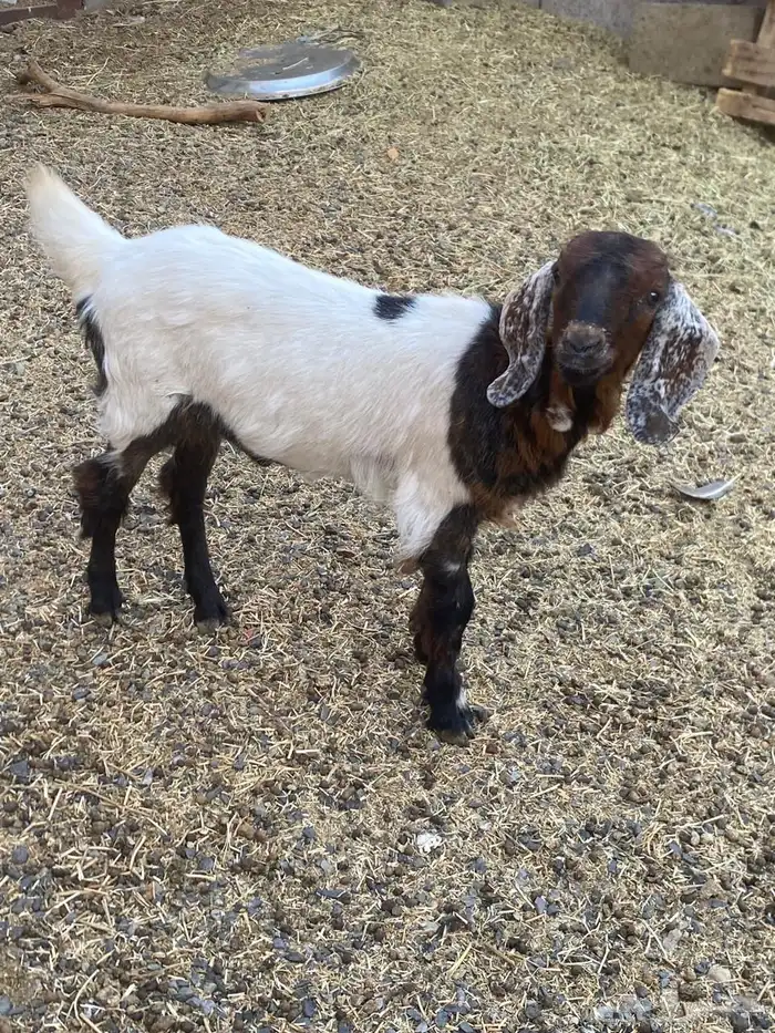 تيس للبيع فل شحم 0