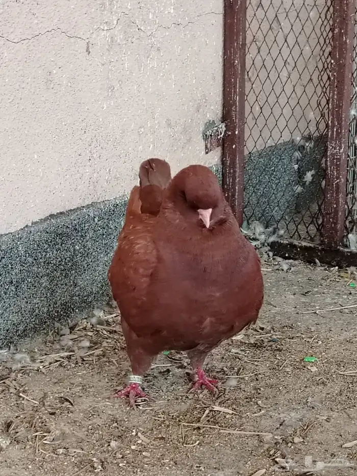 للبيع حمام مدينه 1