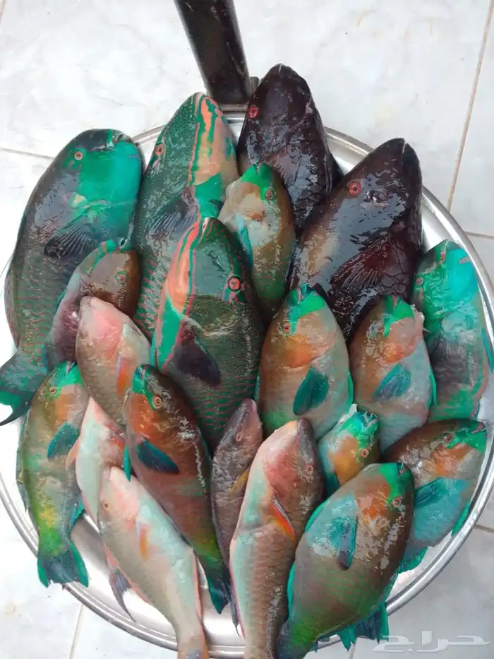 سمك حريد وهامور 0